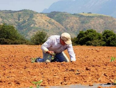 Έρχεται ενιαίος συντελεστής ΦΠΑ 13% αντί 24% για τους αγρότες από την 1η Ιουλίου